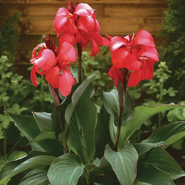 Canna Lily Cannova Rose
