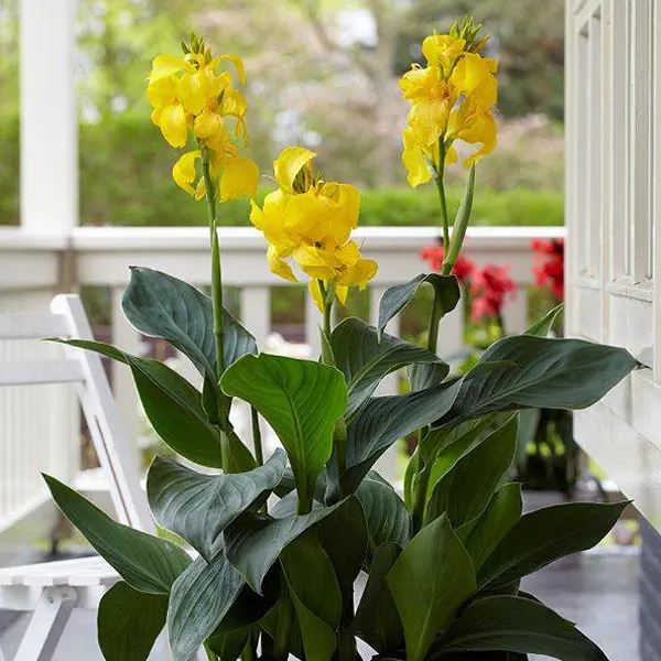 Canna Lily Cannova Sunrise