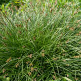 Carex Appressa