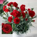 Carnation Oscar Dark Red