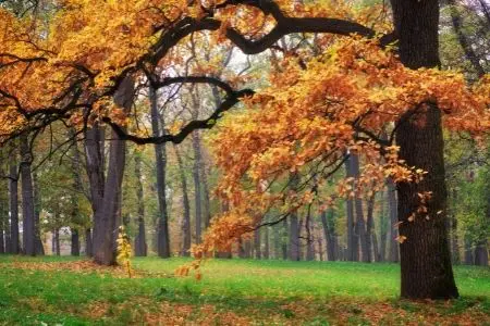 Small Ornamental Trees Garden Express Roses - Garden Express Australia