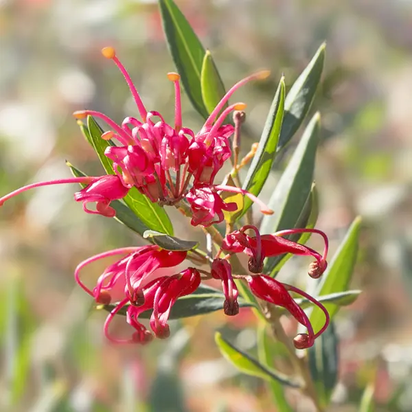 Grevillea Splendour