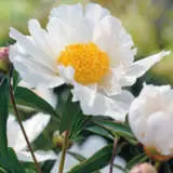 Peony Rose Virginia Dare