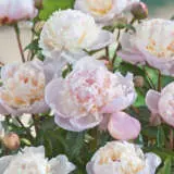 Peony Rose Sandra Marie Peony Rose Sandra Marie