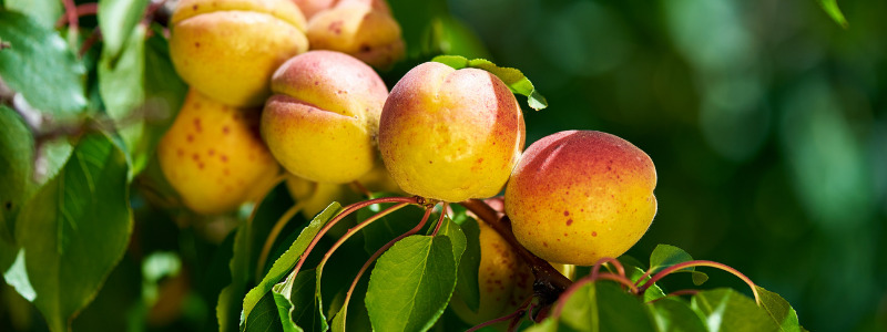 Dwarf Apricot Trees Varieties