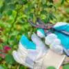 Pruning Roses in Summer Webp Net Resizeimage 1 - Garden Express Australia