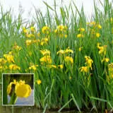 Yellow Flag Iris