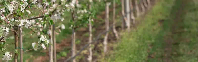 How To Plant Bare Root Trees 1b95ba - Garden Express Australia