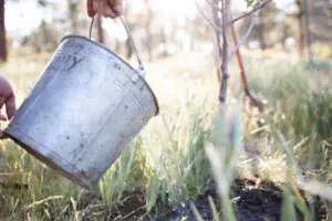 How To Plant Bare Root Trees 8 - Garden Express Australia