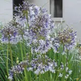 Agapanthus Fireworks Pplagafwo - Garden Express Australia