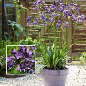 Agapanthus Poppin Purple (pbr) Agapanthus Poppin Purple (pbr)