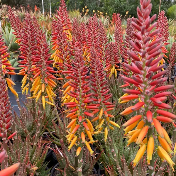 Aloe Harlequin Tm