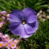 Alyogyne Blue Heeler Pplalybhe - Garden Express Australia