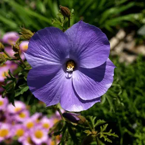 Alyogyne Blue Heeler