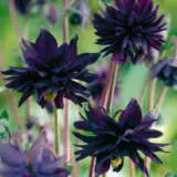 Aquilegia Black Barlow Lpoaqubba - Garden Express Australia