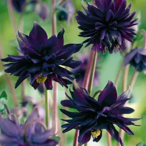 Aquilegia Black Barlow