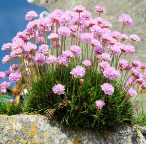Armeria Pink Armeria Pink