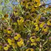 A Guide to Growing Australian Natives Boronia Heaven Scent Pplborhsc - Garden Express Australia