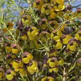 Boronia Heaven Scent Pplborhsc - Garden Express Australia