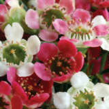 Chamelaucium Wax Flower My Sweet Sixteen (pbr)