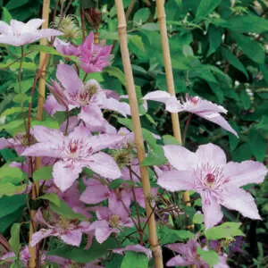Best Spring-Flowering Climbers For Arches And Pergolas Clematis Hagley Hybrid Pplclehhy - Garden Express Australia