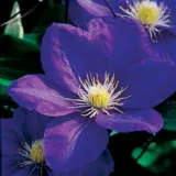 Clematis Ken Donson Pplclekdo - Garden Express Australia