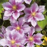 Clematis Piilu Pplclepii - Garden Express Australia