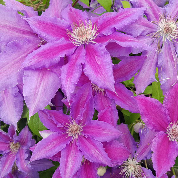 Clematis Vancouver Starry Nights