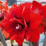 Hippeastrum Double King 21 Pkhipdki - Garden Express Australia