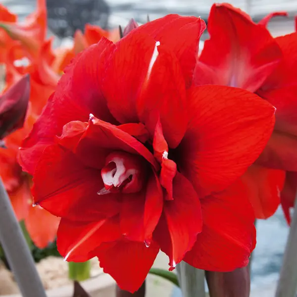 Hippeastrum Double King