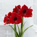 Hippeastrum Magnum Pkhipmag - Garden Express Australia