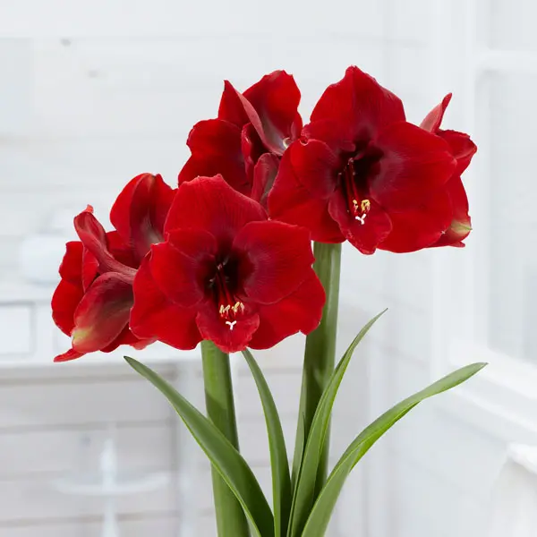Hippeastrum Magnum
