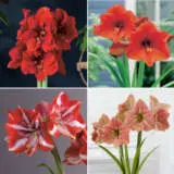 Hippeastrum New Release Collection 2022 Colhipnrc - Garden Express Australia