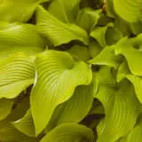 Hosta Pale Green PKHOSPGR