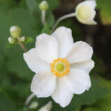 Japanese Windflower Single White
