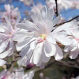 Magnolia Waterlily Pplmagwli - Garden Express Australia