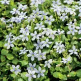 Pratia Puberula Blue Pplprablu - Garden Express Australia