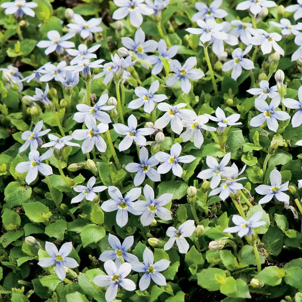Pratia Blue- Alpine Pratia
