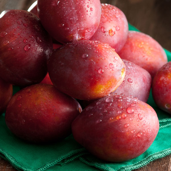 Plum Luisa Garden Express