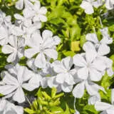 Plumbago White Pplpluwhi - Garden Express Australia