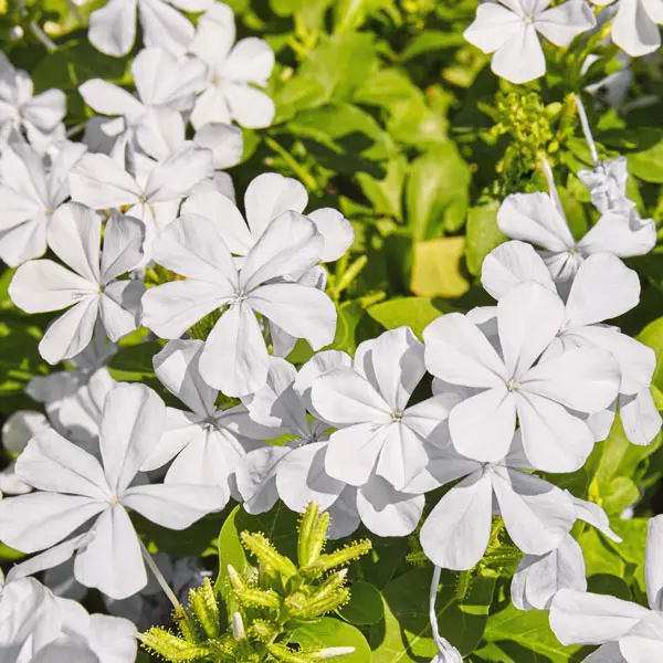 Plumbago White