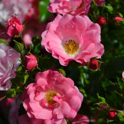 Rose Flower Carpet Pink Lporosfcp - Garden Express Australia