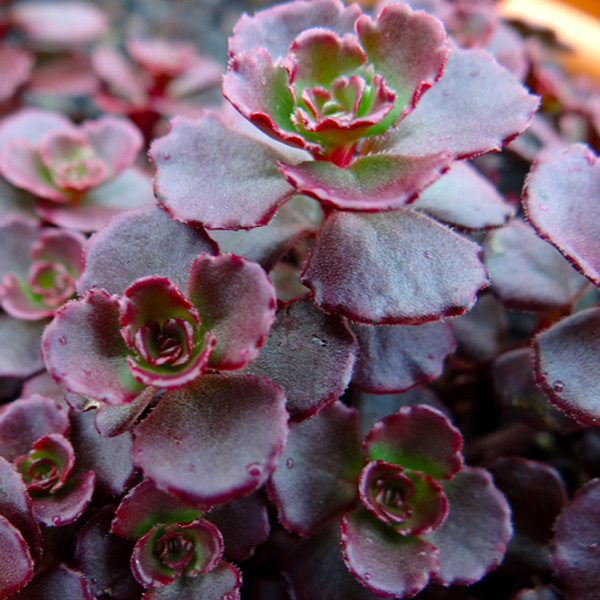 Sedum Chocolate Mound