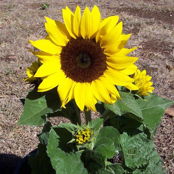 Sunflower Eos Seesundeo - Garden Express Australia