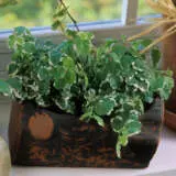 Variegated Creeping Fig Pplvarcfi - Garden Express Australia