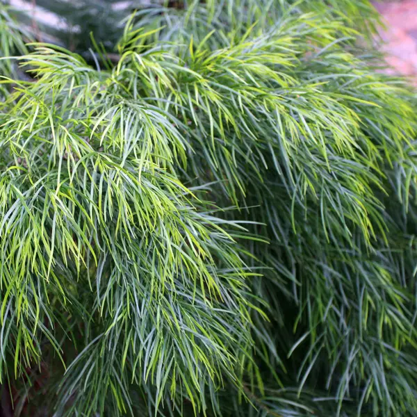 Acacia Cognata Mini Cog (pbr)