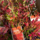 Acmena Smithii Orange Crush 21 Pplacmocr - Garden Express Australia