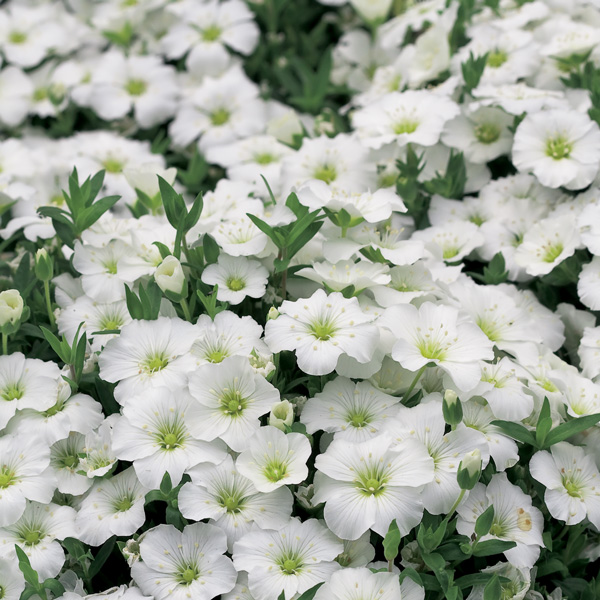 Arenaria Montana 140mm