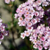 Chamelaucium Wax Flower Paddys Pink Pplchawpap - Garden Express Australia