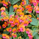 Chorizema Cordatum Pplchocor - Garden Express Australia